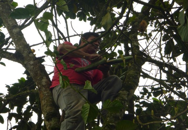 Producción